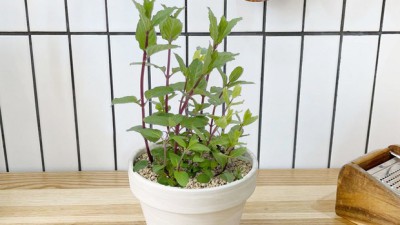 허브식물타임🌿: 내 마음의 오아시스를 만들어준 특별한 허브들